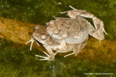 Engystomops pustulosus