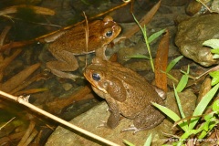 Rhinella marina