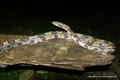 Boa constrictor