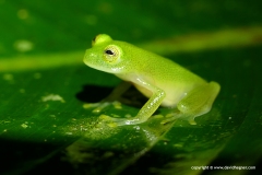 Hyalinobatrachium orientale