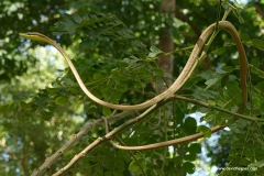 Oxybelis rutherfordi