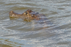 Caiman crocodilus