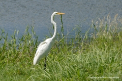 Ardea alba