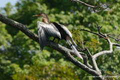 Anhinga anhinga