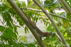 Anolis richardii