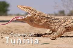 Tunisia 2010