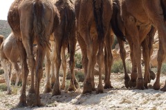 Near Bou Hedma N.P.