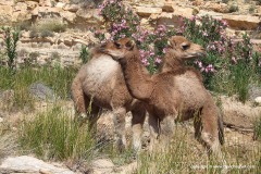 Near Bou Hedma N.P.