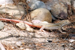 Acanthodactylus boskianus