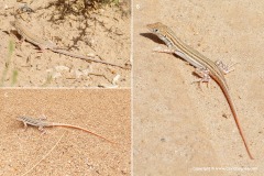 Acanthodactylus boskianus