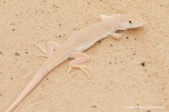 Acanthodactylus longipes