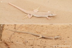 Acanthodactylus longipes