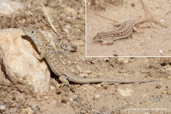 Acanthodactylus maculatus