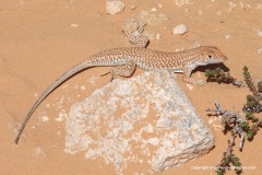 Acanthodactylus scutellatus