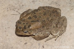 Amietophrynus mauritanicus