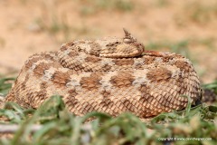 Cerastes cerastes
