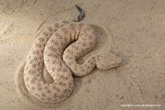 Cerastes vipera