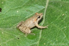 Discoglossus pictus