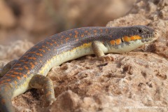 Eumeces schneiderii
