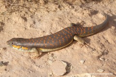 Eumeces schneiderii