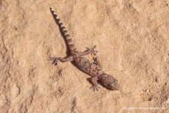 Hemidactylus turcicus