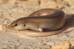 Chalcides ocellatus