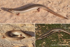 Chalcides ocellatus