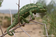 Chamaeleo chamaeleon