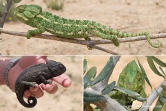 Chamaeleo chamaeleon