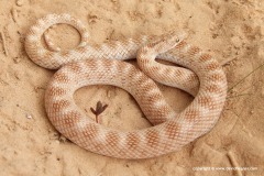Lytorhynchus diadema