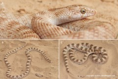 Lytorhynchus diadema