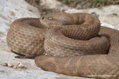 Macrovipera deserti