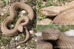 Macrovipera deserti
