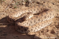 Rhagerhis moilensis