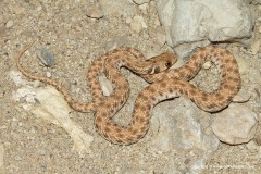 Rhagerhis moilensis