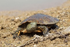 Mauremys leprosa
