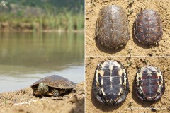 Mauremys leprosa