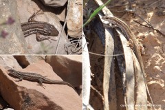 Ophisops occidentalis