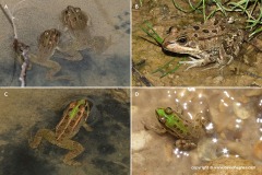Pelophylax saharicus