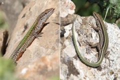 Podarcis vaucheri