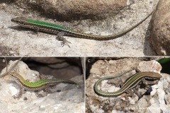 Podarcis vaucheri