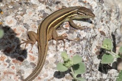 Psammodromus algirus