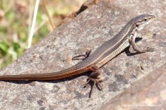 Psammodromus algirus