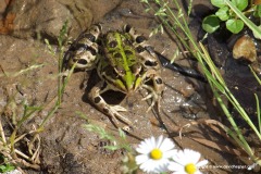 Pelophylax saharicus