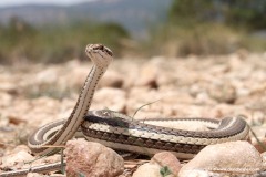 Psammophis schokari