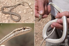 Psammophis schokari