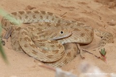 Spalerosophis diadema