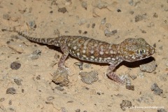 Stenodactylus stenurus