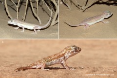 Stenodactylus stenurus