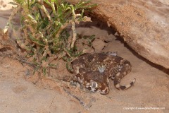 Stenodactylus mauritanicus